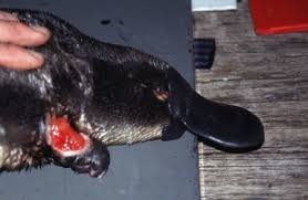 Infected Platypus