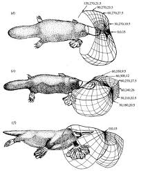 Platypus Electroreceptors