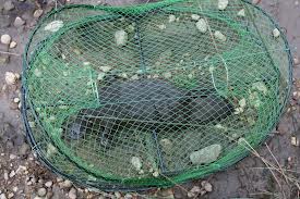 Platypus Killed in fishing Net